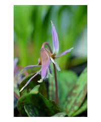 Erythronium 'Purple King'